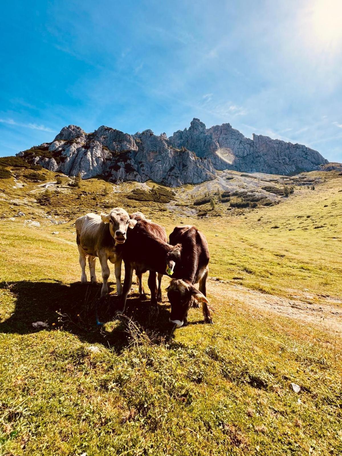 Stubihuettn Leilighet Sonnenalpe Nassfeld Eksteriør bilde